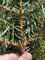 Abies concolor