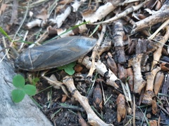 Lethocerus americanus