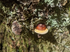 Fomitopsis pinicola