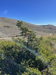 Abies concolor