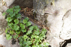 Heuchera rubescens