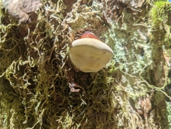 Fomitopsis pinicola