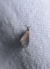 Cryptothelea gloverii