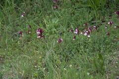 Anacamptis papilionacea