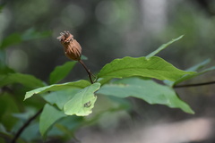 Calycanthus occidentalis