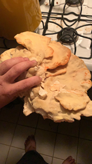 Laetiporus cincinnatus