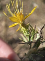 Ericameria bloomeri