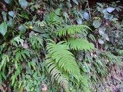 Christella parasitica