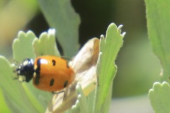 Coccinella transversoguttata