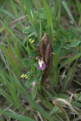 Anacamptis collina