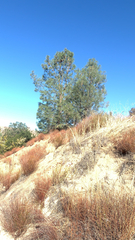 Pinus sabiniana