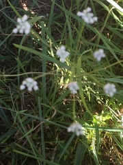 Bunium bulbocastanum