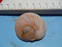 Hypterita helicoides
