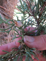 Walshomyia juniperina