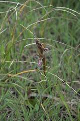 Anacamptis collina