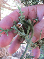 Walshomyia juniperina