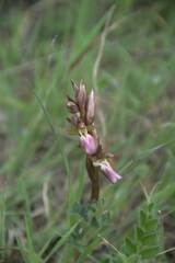 Anacamptis collina
