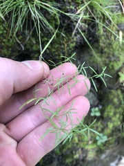 Lechea tenuifolia