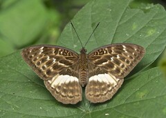Bebearia zonara