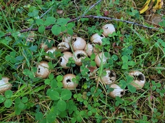 Lycoperdon perlatum