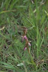 Anacamptis collina