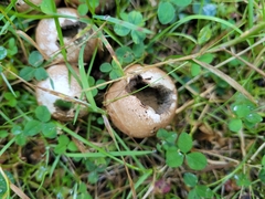 Lycoperdon perlatum