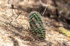 Cactoideae