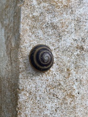 Caracolus marginella