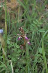 Anacamptis collina