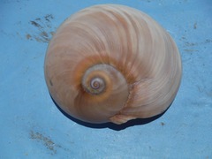 Hypterita helicoides