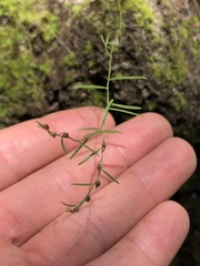 Lechea tenuifolia