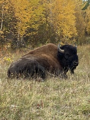 Bison bison athabascae