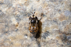 Copestylum marginatum