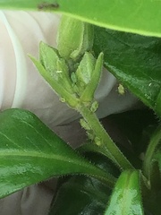 Myzus persicae