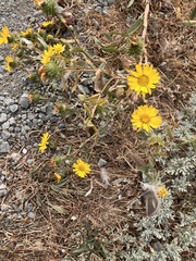 Grindelia hirsutula