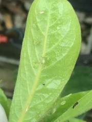 Myzus persicae