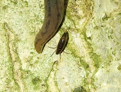 Arcitalitrus sylvaticus
