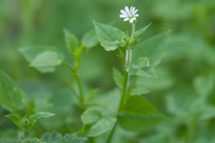 Stellaria cuspidata