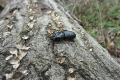 Odontotaenius disjunctus