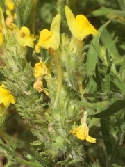 Linaria saxatilis