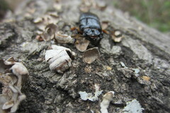 Odontotaenius disjunctus