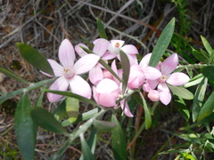 Eriostemon