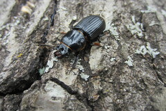 Odontotaenius disjunctus