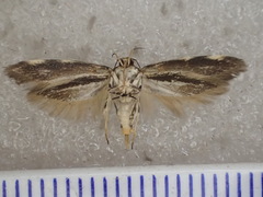 Macrobathra leucopeda