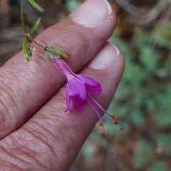 Mirabilis coccinea