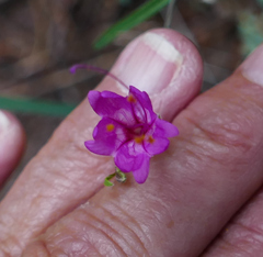 Mirabilis coccinea
