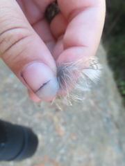 Megascops kennicottii