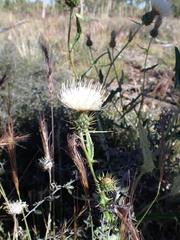 Cirsium wheeleri