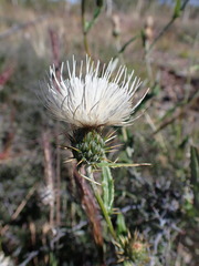 Cirsium wheeleri