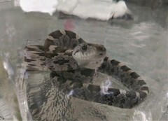 Pantherophis alleghaniensis